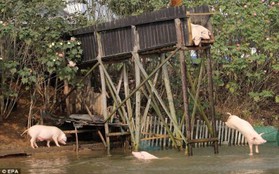 Trung Quốc: Tiết mục cho lợn "bay tự do"